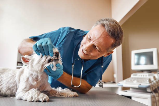 Best After-Hours Dental Care in Leona Valley, CA